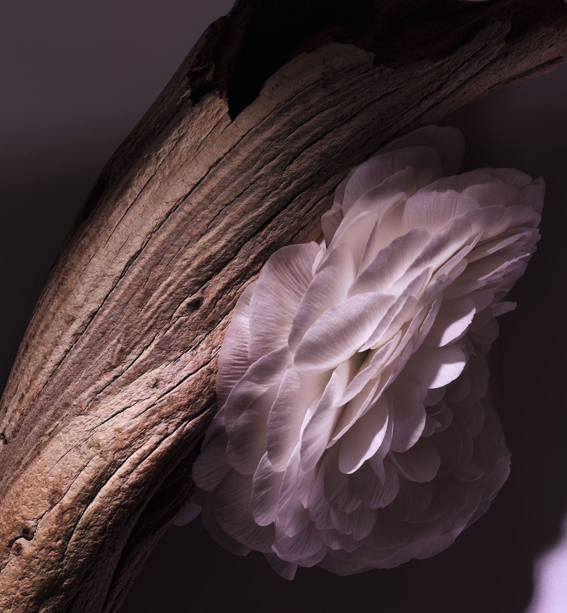 Miniature 5